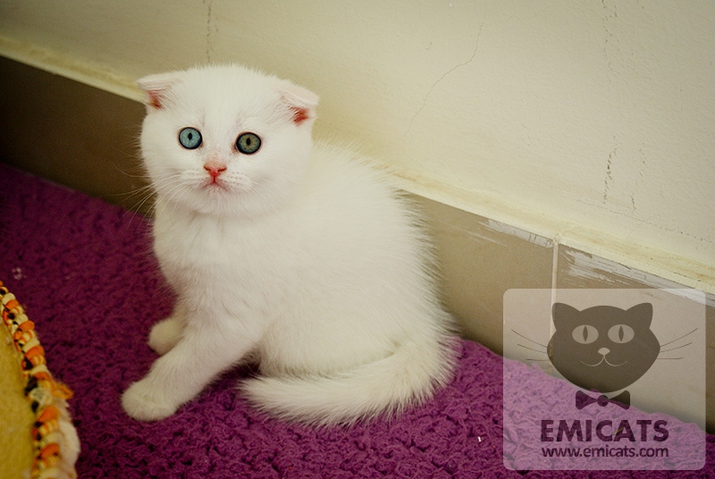 White Scottish Fold Kitten