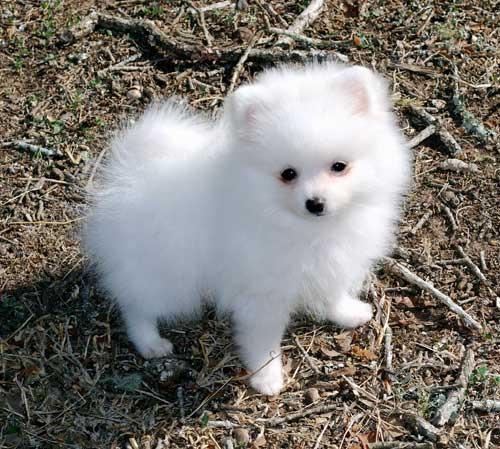 White Tea Cup Pomeranian Puppy Looking Up
