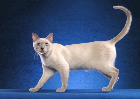 White Tonkinese Cat Image