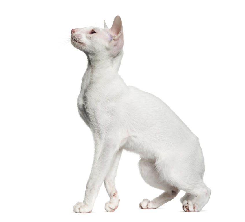White Tonkinese Cat Image