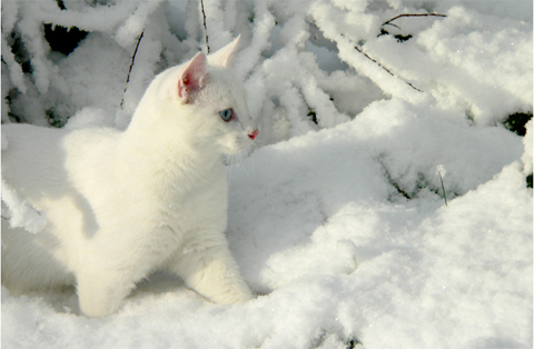 White Tonkinese Cat In Snow
