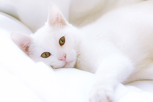 White Tonkinese Cat Laying On Bed