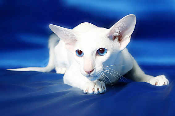 White Tonkinese Cat Laying Picture