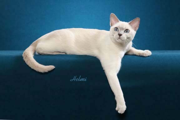 White Tonkinese Cat Laying With Head Up