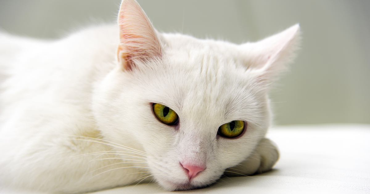 White Tonkinese Cat Laying