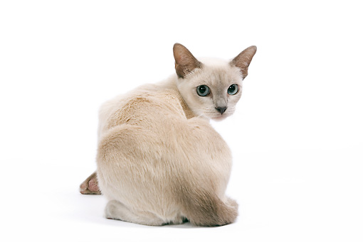 White Tonkinese Cat Looking Back