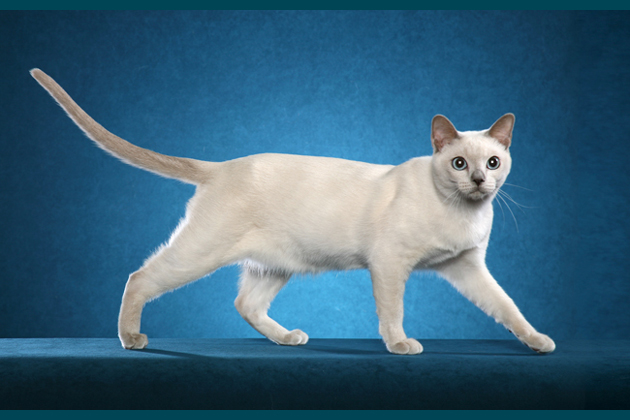 White Tonkinese Cat Photo