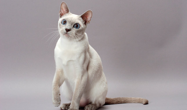 White Tonkinese Cat Picture