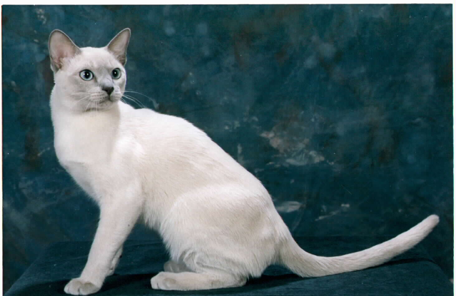White Tonkinese Cat Posing For Photo