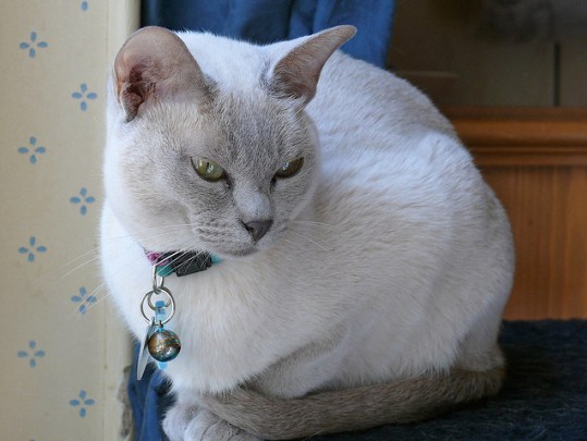 White Tonkinese Cat Sitting On Table