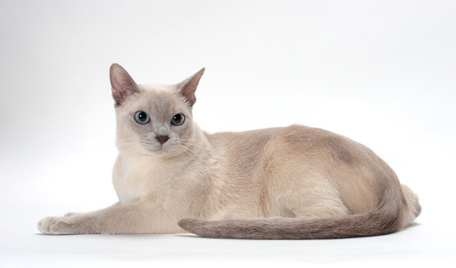 White Tonkinese Cat Sitting Picture