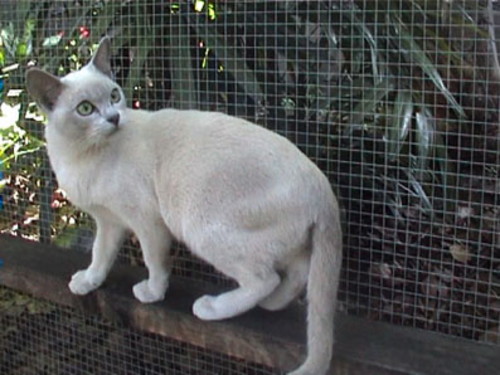 White Tonkinese Cat Standing On Railing