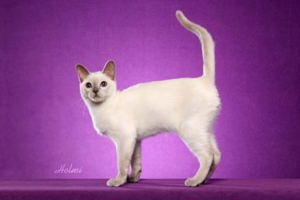 White Tonkinese Cat With Tail Up