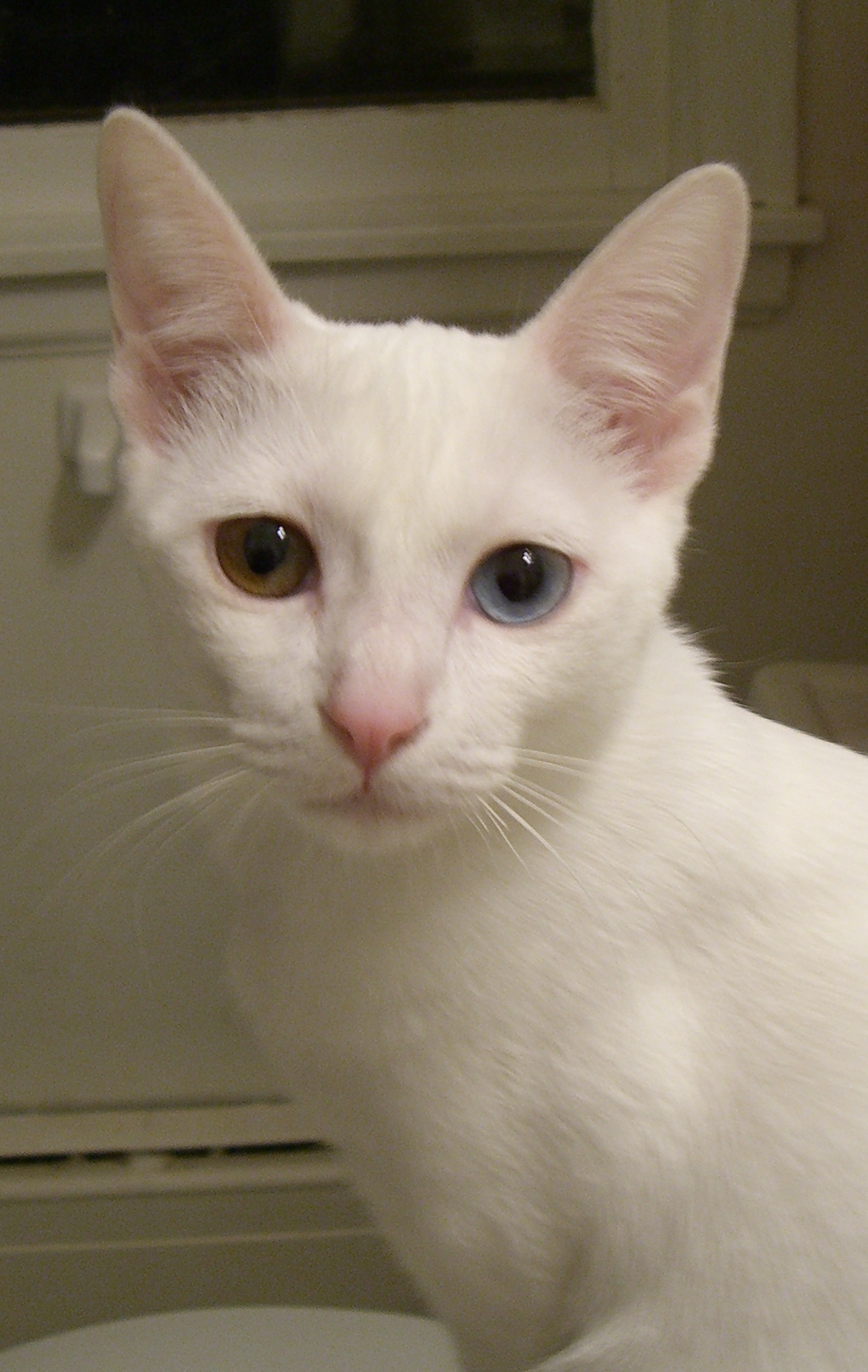 White Tonkinese Cat With Two Eyes