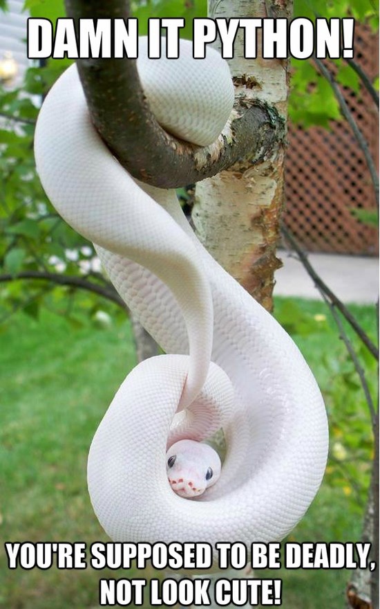 You Are Supposed To Be Deadly Not Look Cute Funny Lol Python Picture