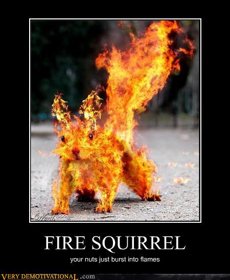 Your Nuts Just Burst Into Flames Fire Squirrel Funny Poster