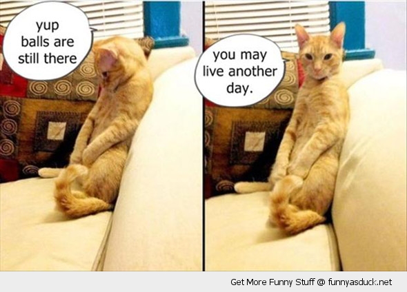 Yup Balls Are Still There Funny Cat Image