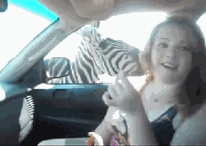 Zebra Bite Girl In Car Funny Ouch Gif