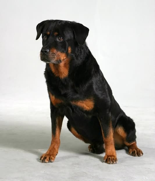 10 Year Old Rottweiler