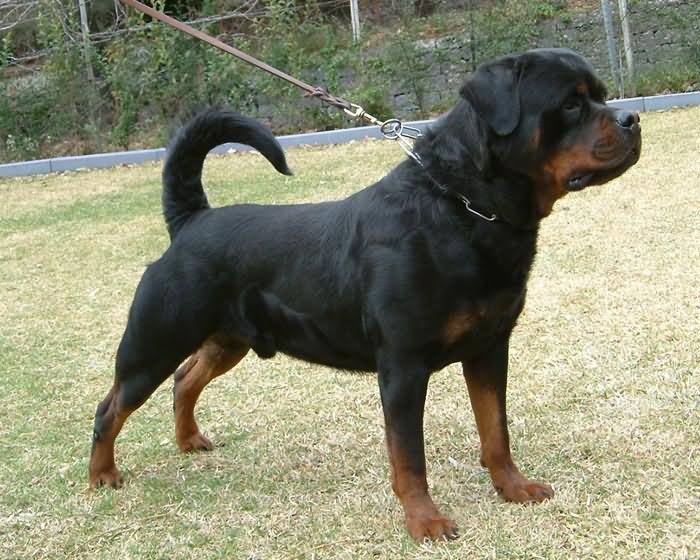 Adult Rottweiler Dog Picture