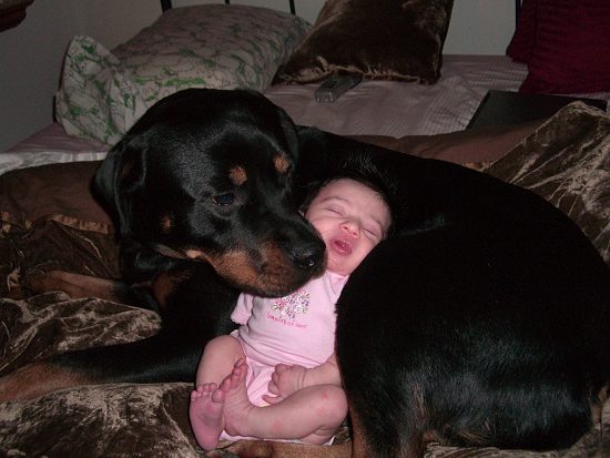 Baby Sleeping With Rottweiler Dog