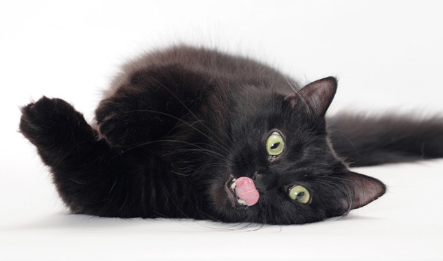 Black Munchkin With Tongue Out