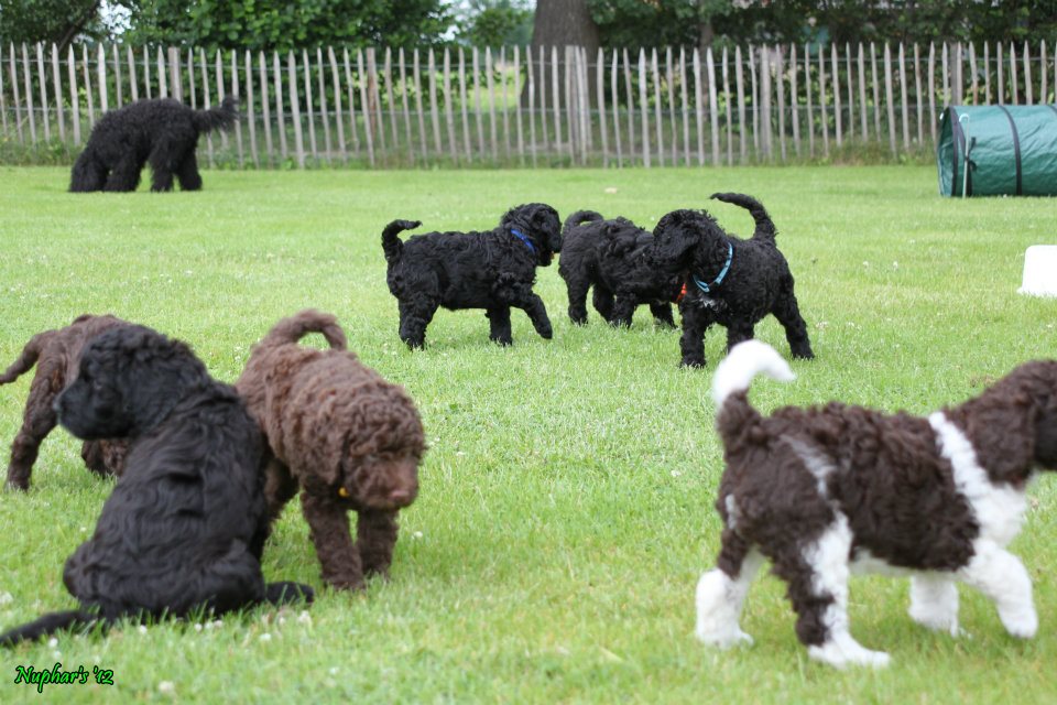 Barbet Puppies At The Park