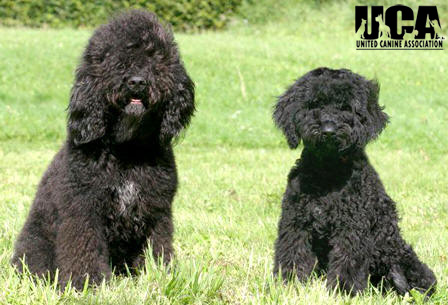 Barbet Puppies Picture