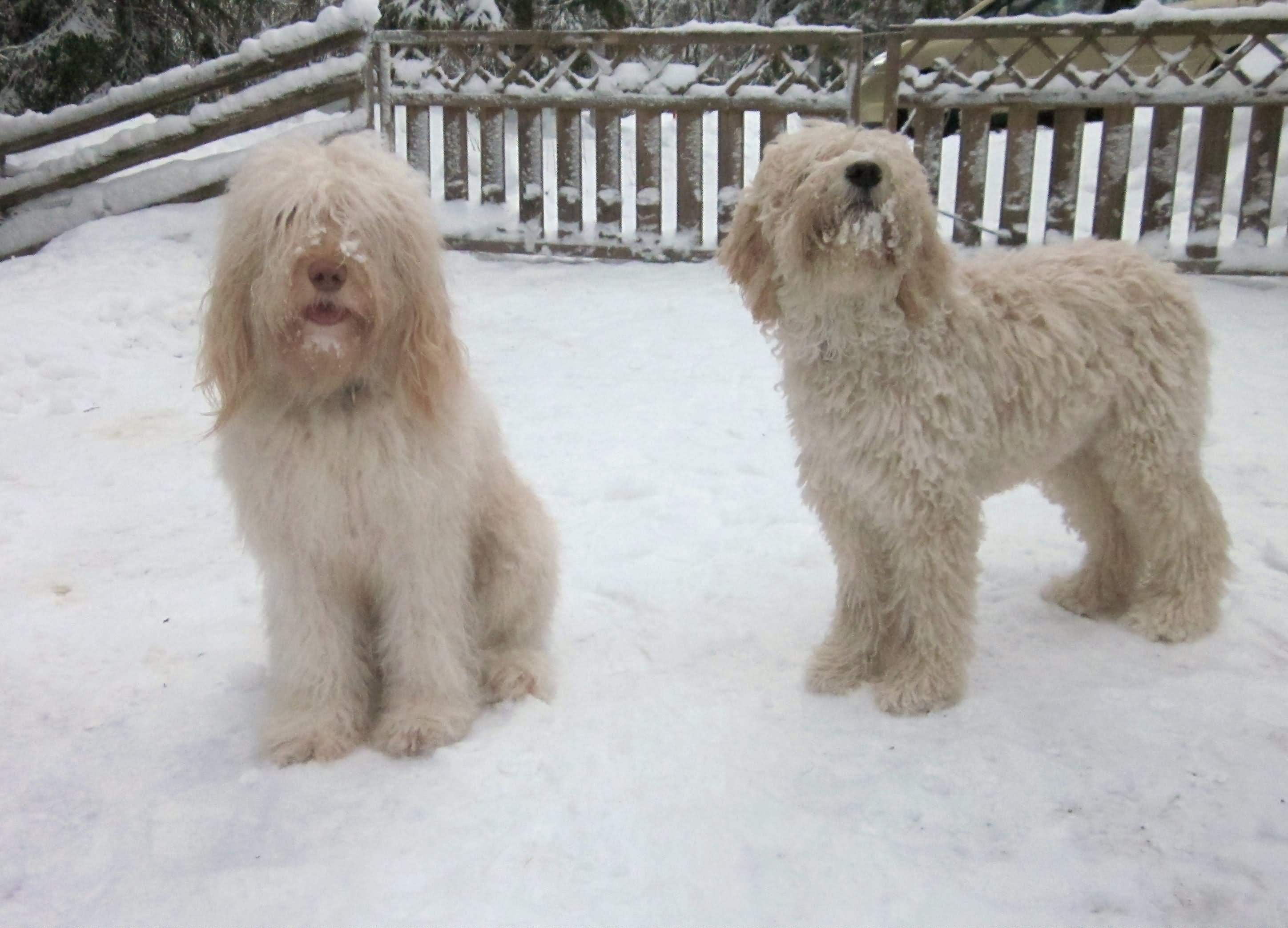 Barbet Puppies Playing In Snow