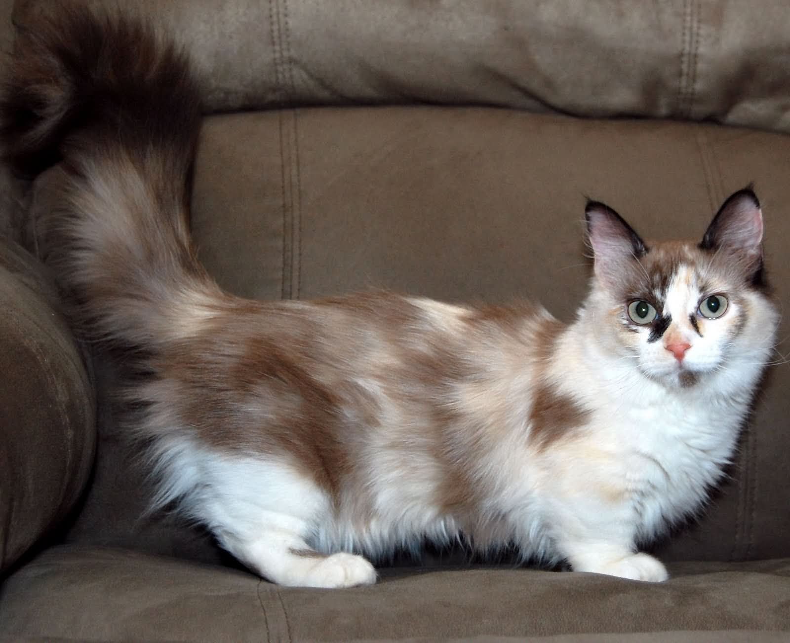 Beautiful Munchkin Cat Sitting On Sofa