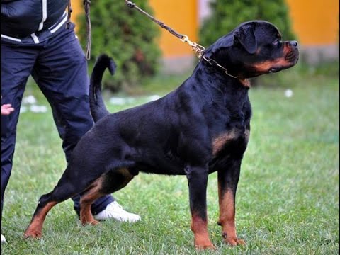Beautiful Rottweiler Dog Picture