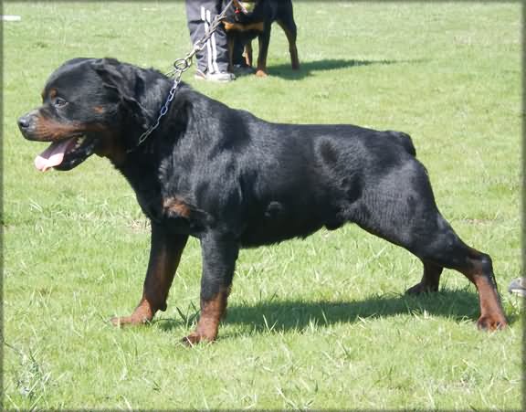 Beautiful Rottweiler Dog Standing In Lawn