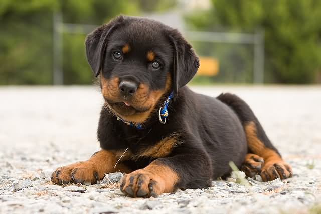 40+ Very Cute Rottweiler Puppy Pictures And Images