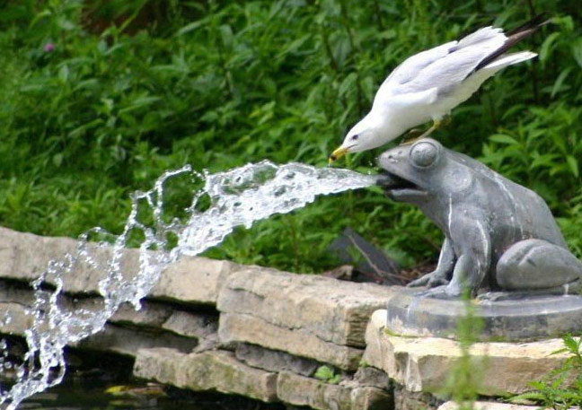 Bird Drinking Water Funny Picture