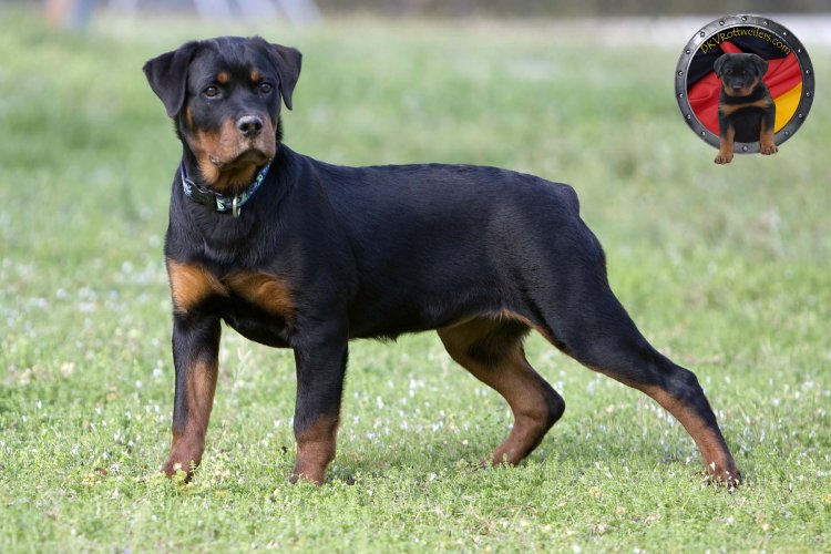 Black And Brown Rottweiler Dog