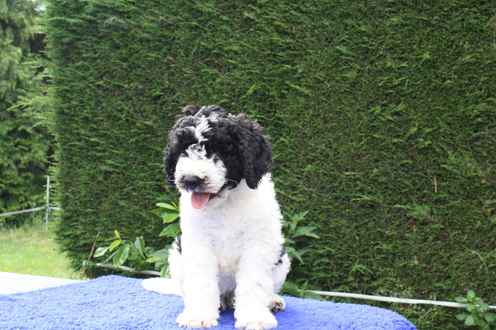 Black And White Barbet Puppy