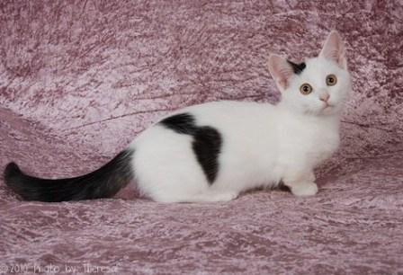 Black And White Brindle Munchkin Cat