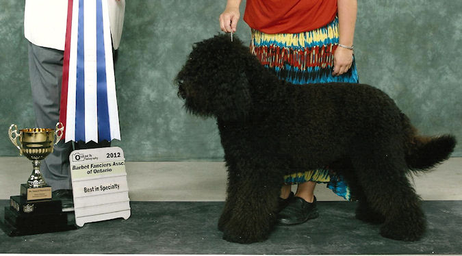 Black Barbet Dog With Number 1 Award