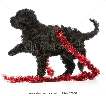 Black Barbet Puppy Playing With Red Garland Picture