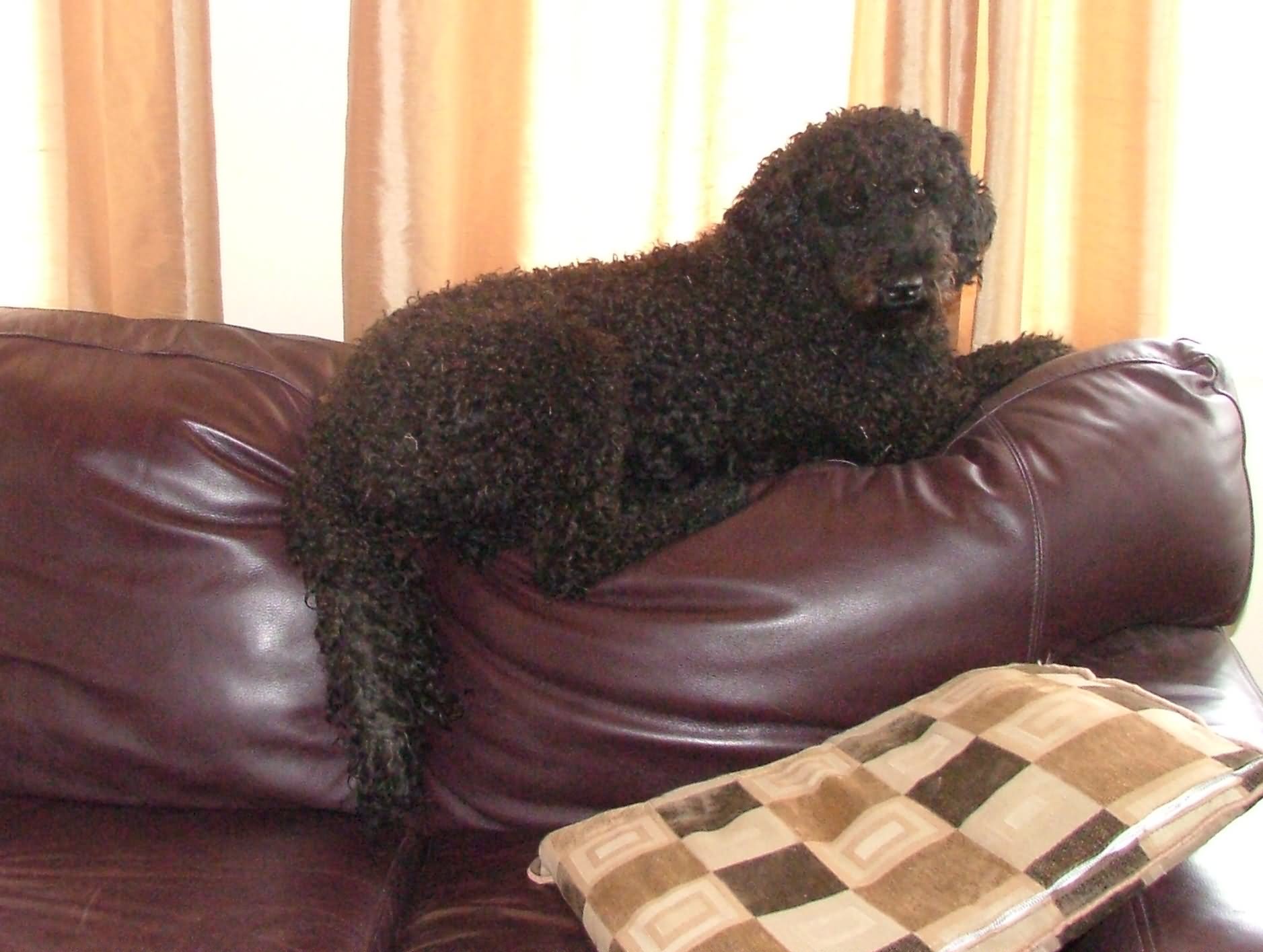 Black Barbet Puppy Sitting On Sofa