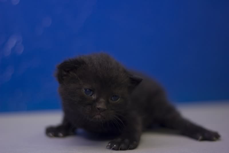 Black Cute Munchkin Kitten Laying