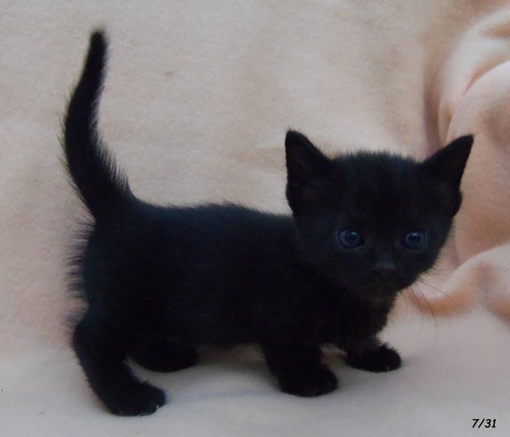 Black Cute Munchkin Kitten