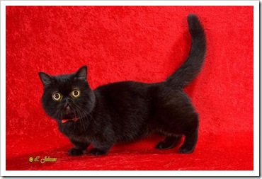 Black Fluffy Munchkin Cat Picture