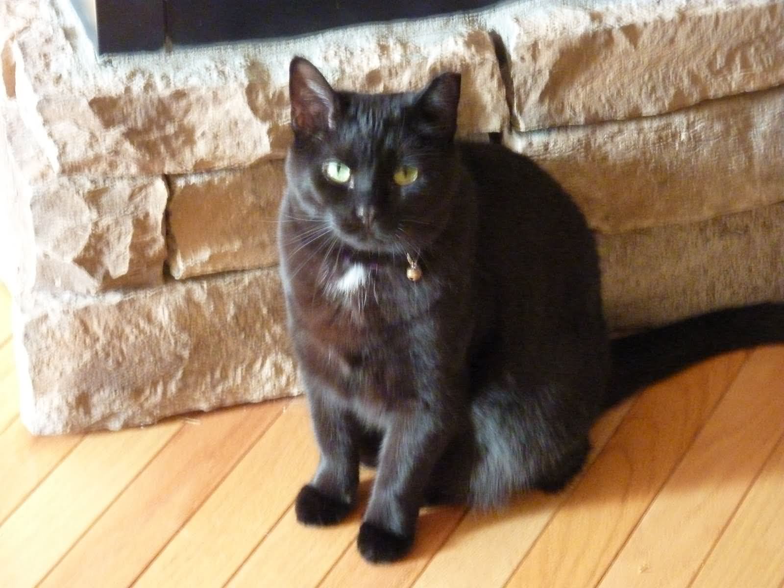 Black Fluffy Munchkin Cat