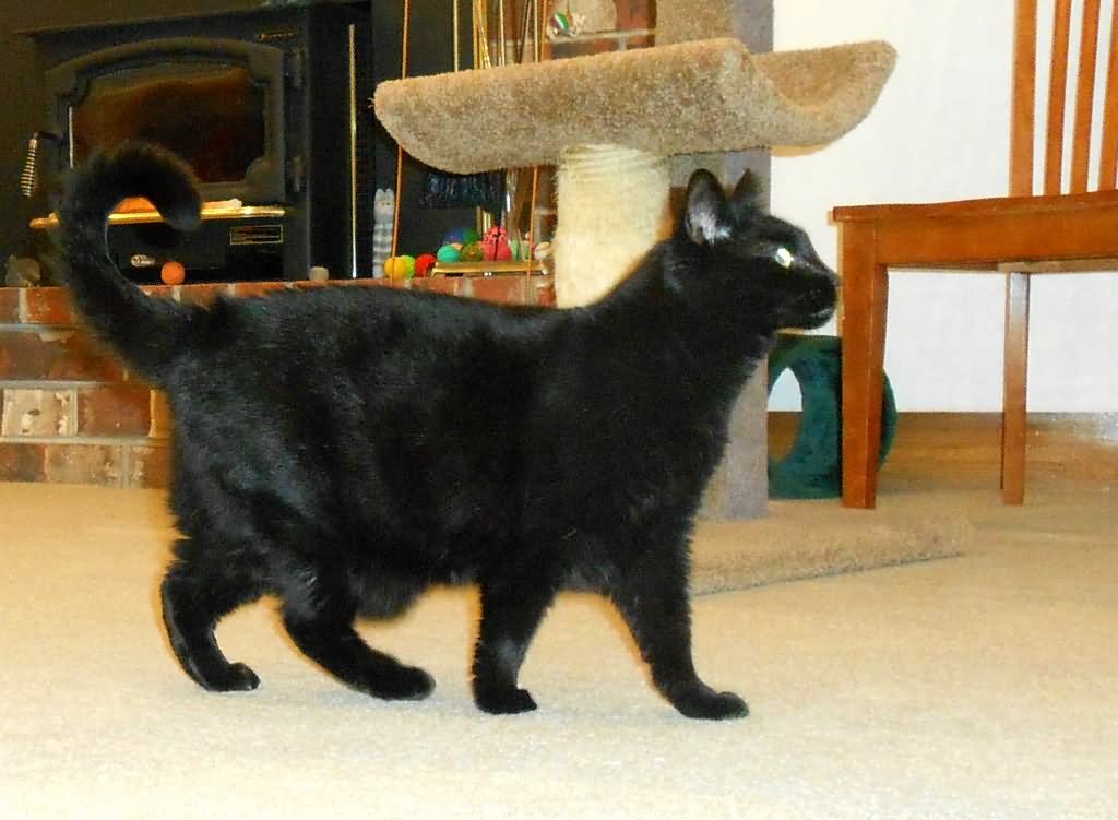 Black Munchkin Cat At Home