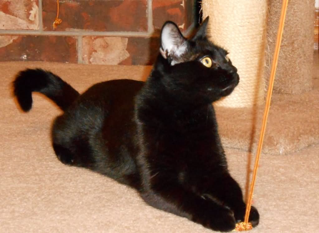Black Munchkin Cat Sitting