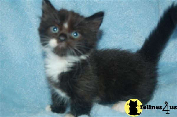 Black Munchkin Kitten Image
