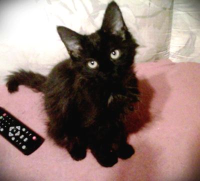 Black Munchkin Kitten Looking At Camera