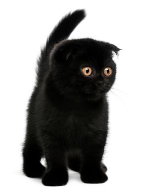 Black Munchkin Kitten Photo