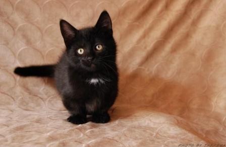 Black Munchkin Kitten Sitting
